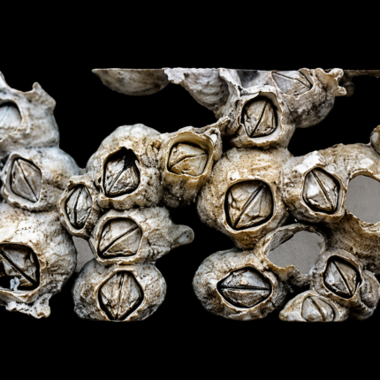 Barnacles (35 Piece Assortment)