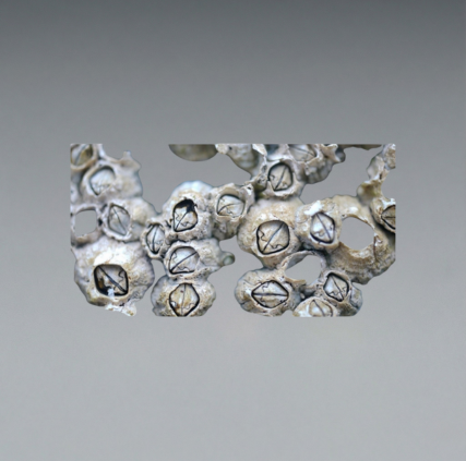 Barnacles (35 Piece Assortment)