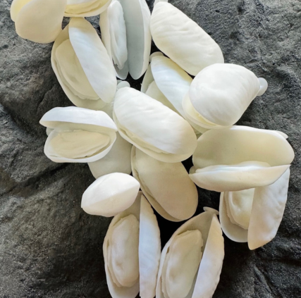 Mussels – Unpainted (10 Pack)