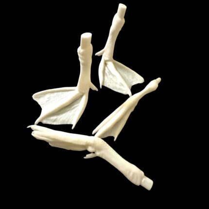 Evolution Series Bird Feet