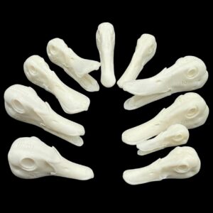 Evolution Series – Bird Heads