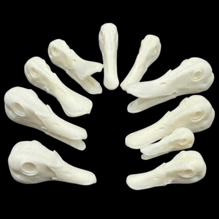 Evolution Series – Bird Heads