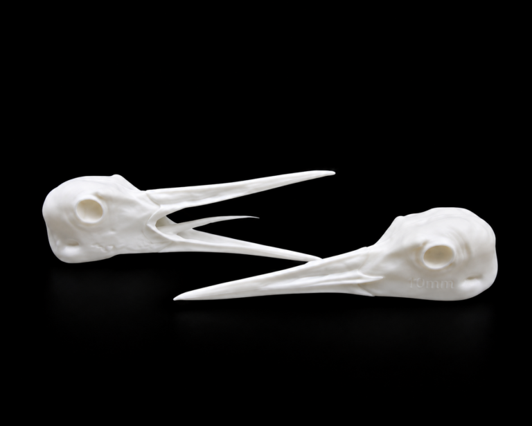 Evolution Series – Geese & Crane Heads