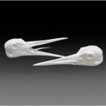 taxidermy crane heads