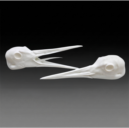 taxidermy crane heads