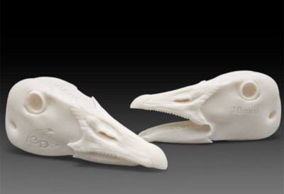 Evolution Series Geese Heads
