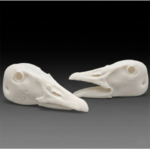 Evolution Series Geese Heads