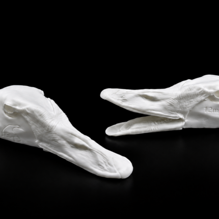 Evolution Series – Swan Heads