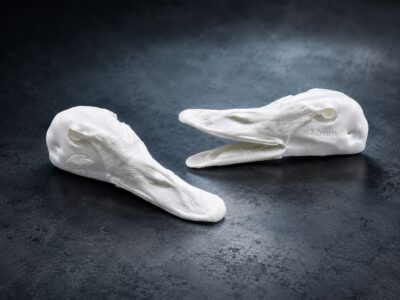 Evolution Series swan heads open and closed mouth