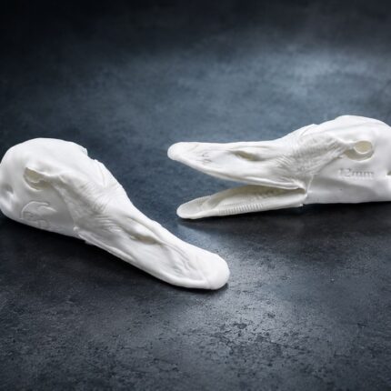 Evolution Series swan heads open and closed mouth
