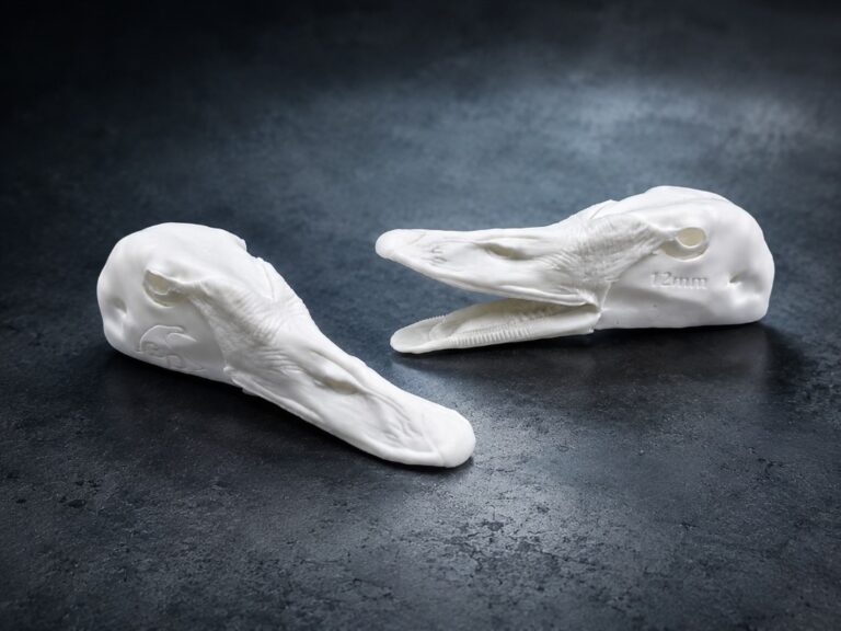 Evolution Series – Swan Heads